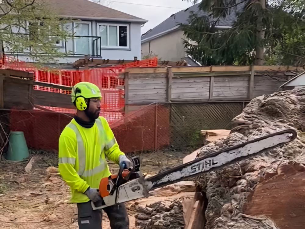 Arborist bucking a storm-fallen trunk into rounds in Toronto