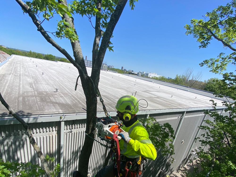 Arborist installing support cabling high in a Toronto shade tree