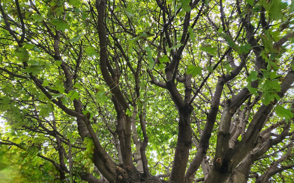 Mature shade tree canopy in a Toronto backyard after crown thinning