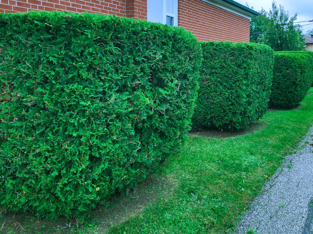 Crisply trimmed cedar hedge along a Toronto driveway