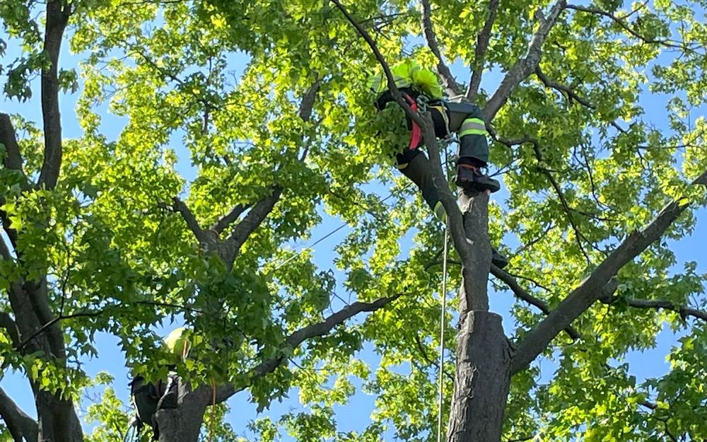 East End Tree Service climber pruning a mature maple canopy in Toronto