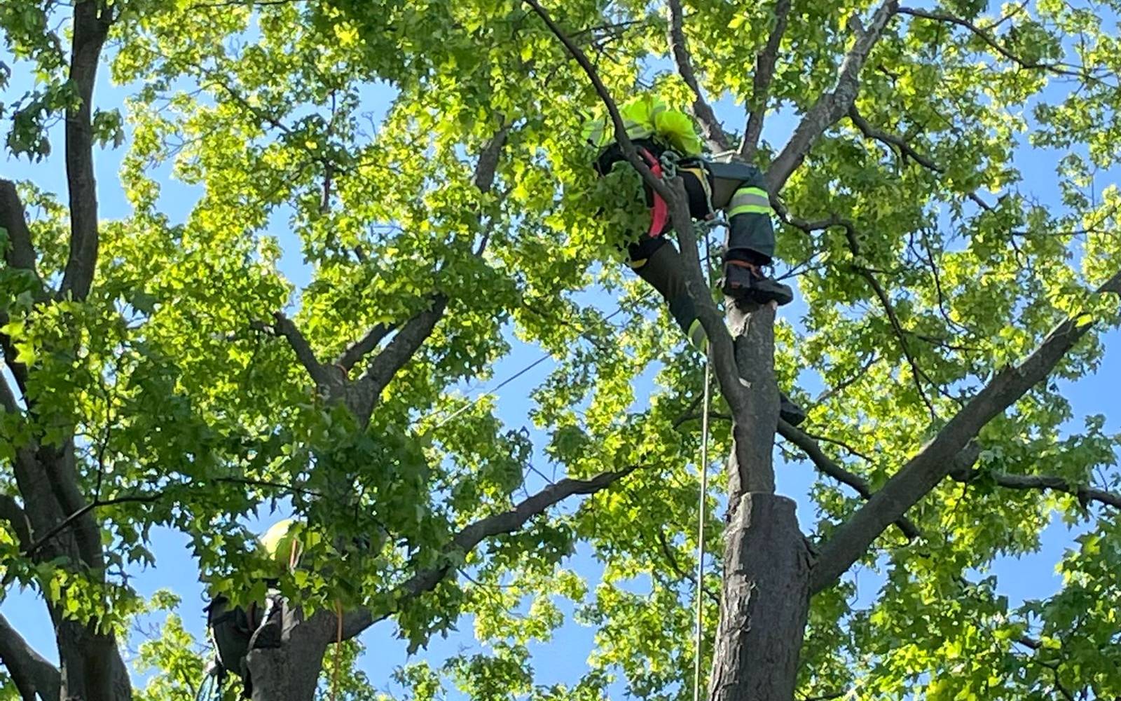 East End Tree Service climber pruning a mature tree canopy against blue sky in Toronto