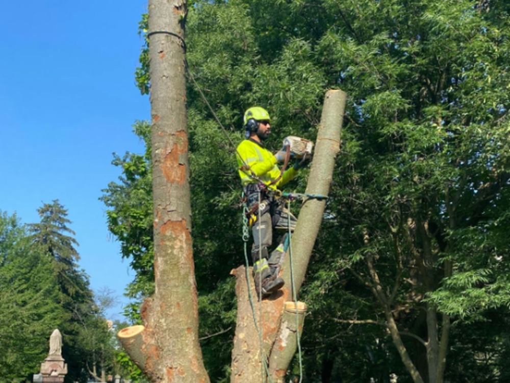 East End Tree Service arborist sectionally dismantling a large tree in Toronto